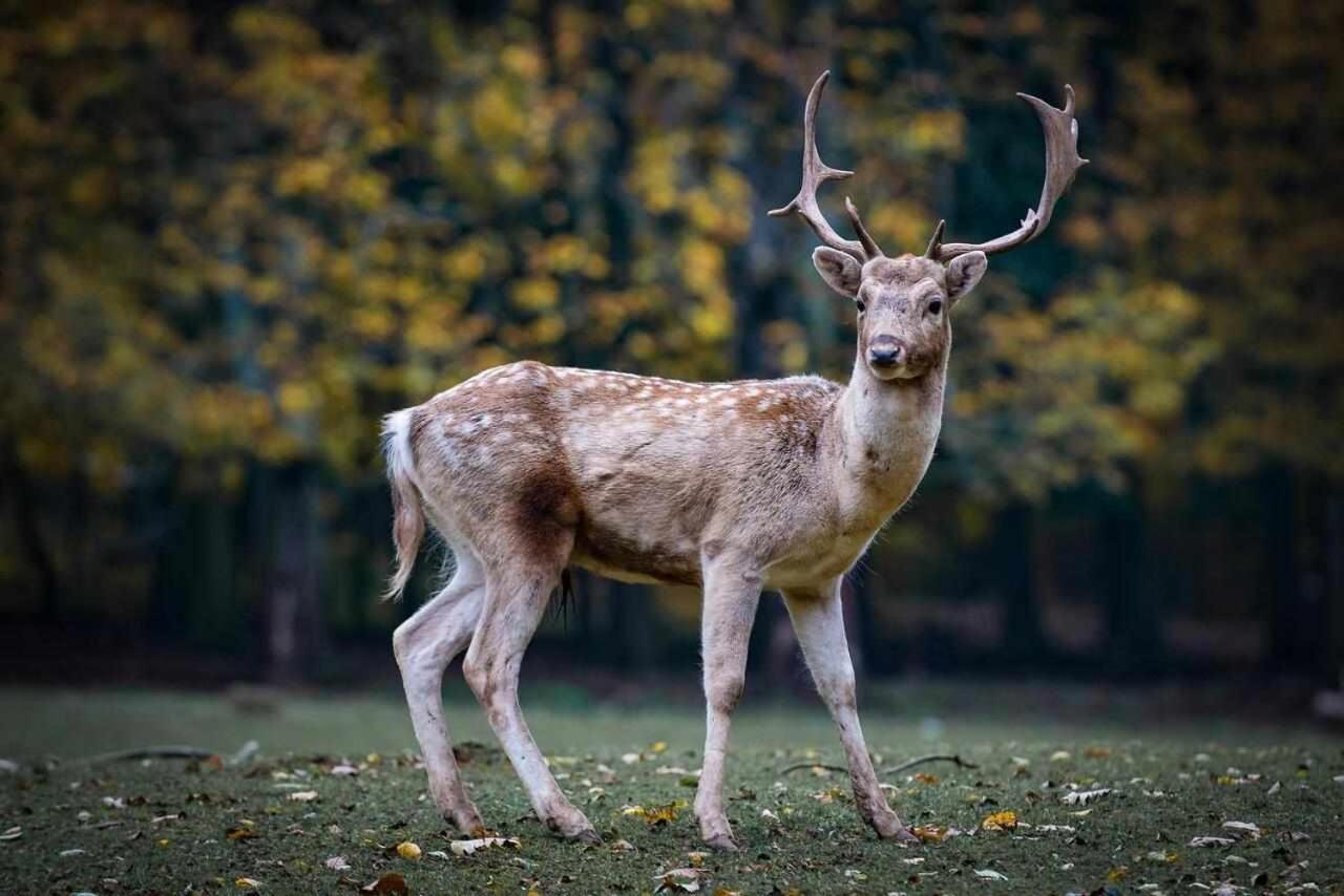 Casa Rural La Carrozal Senda Del Oso Orelleiru Kültér fotó